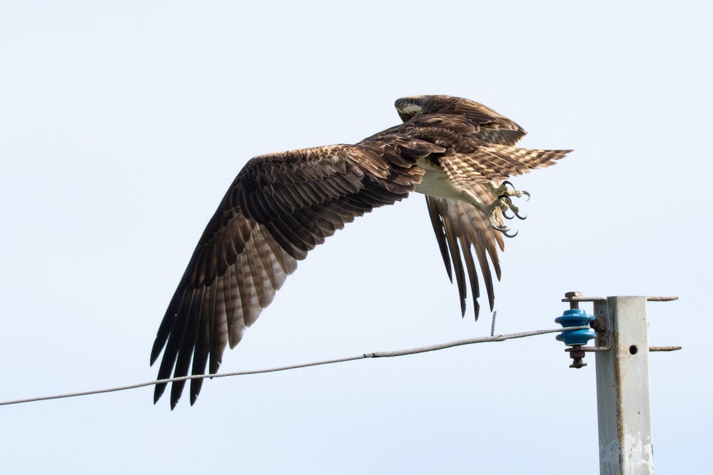 がっしりと魚を掴める足 - 2026.01.17 沖縄県豊見城