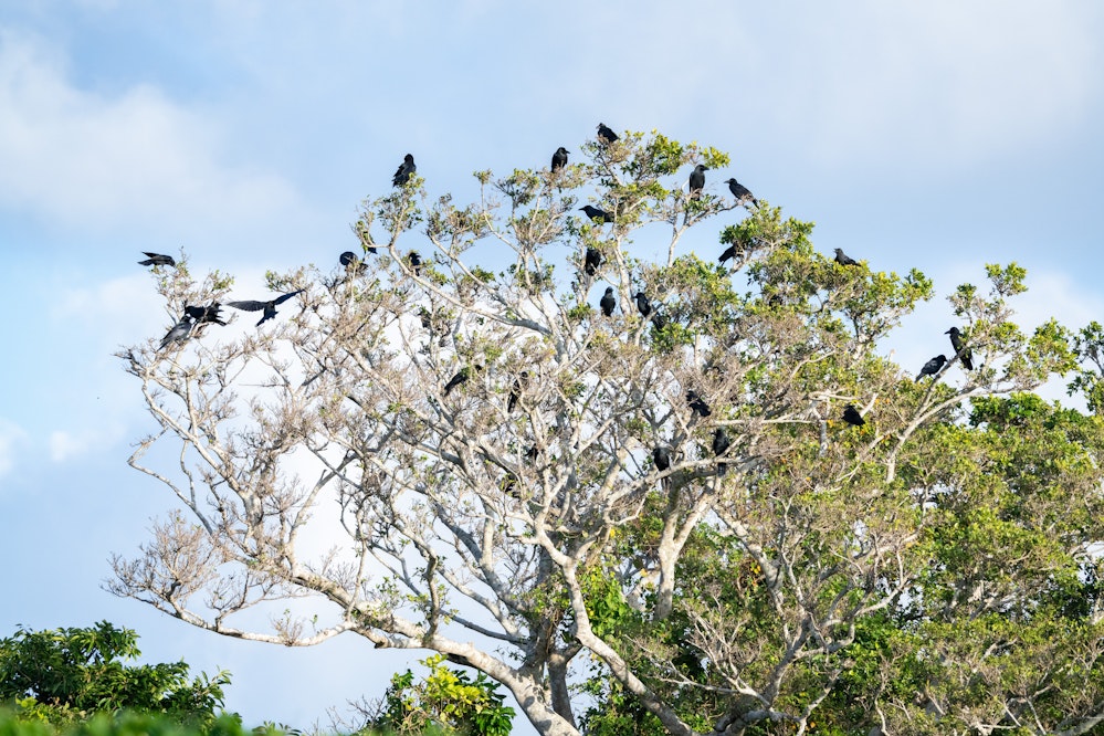 夕方頃になると大群で集まる