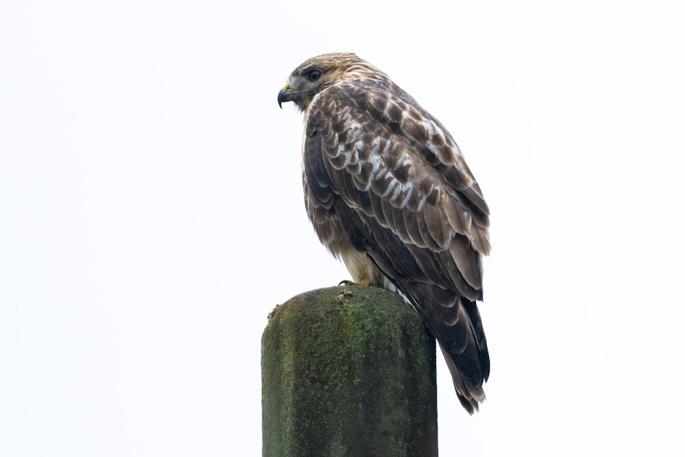 見晴らしのいい場所に留まるノスリ - 2025.10.11 埼玉県秩父市