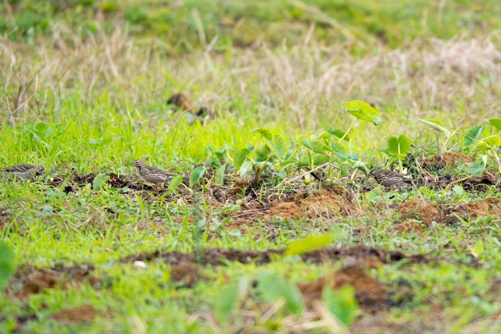 その名の通り畑にいます - 2026.02.03 沖縄県金武町