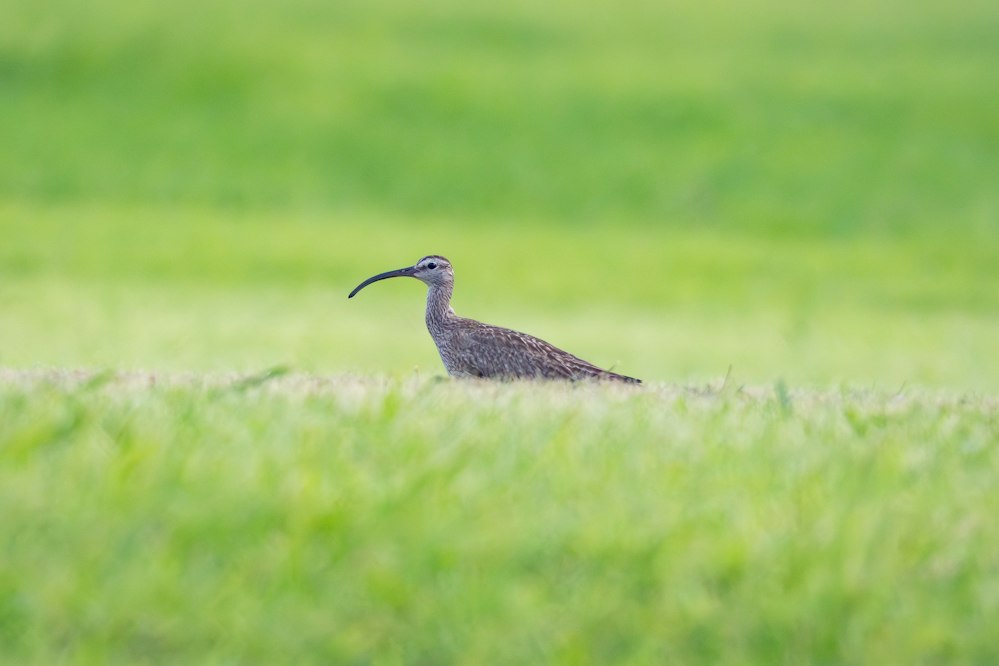 チュウシャクシギ：珍しく草原で - 2026.08.29 沖縄県沖縄市