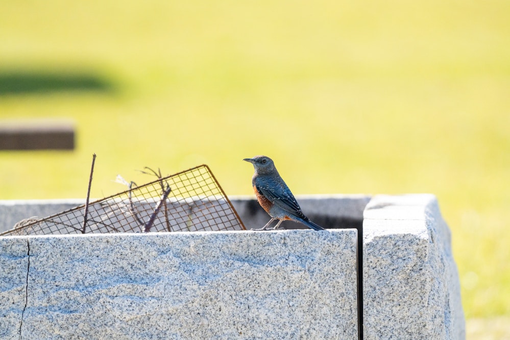 ビーチの入り口にいるから人に慣れていた - 2025.12.06 沖縄県宮古市