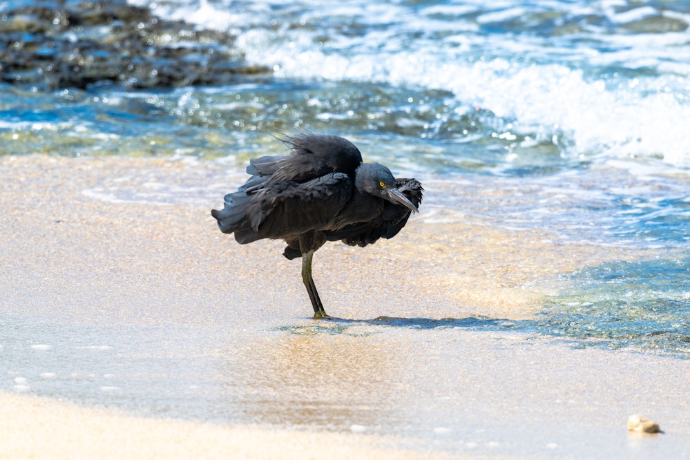 リゾートホテルの砂浜にいるクロサギ - 2025.10.28 沖縄県読谷村