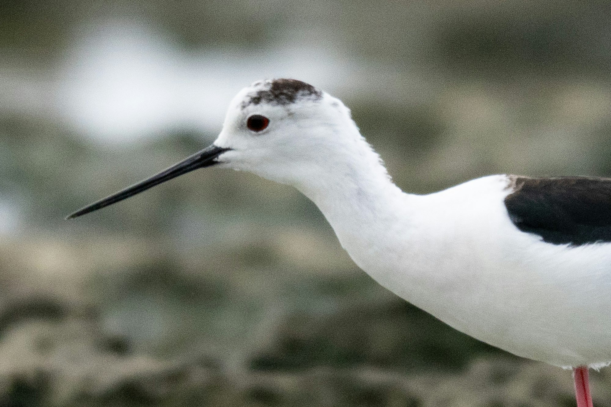 ピンボケの様子(FE 400-800mm F6.3-8 G OSS)