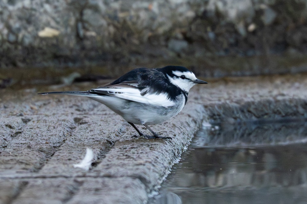 寒い地域のハクセキレイは羽毛を立ててふっくらしている - 2025.12.31 山梨県甲府市