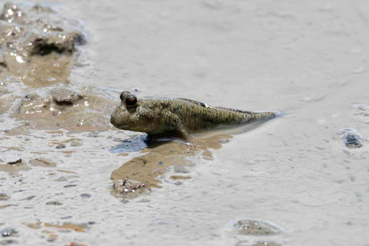 トビハゼ - 2025.06.29 漫湖公園（沖縄県豊見城市） 
