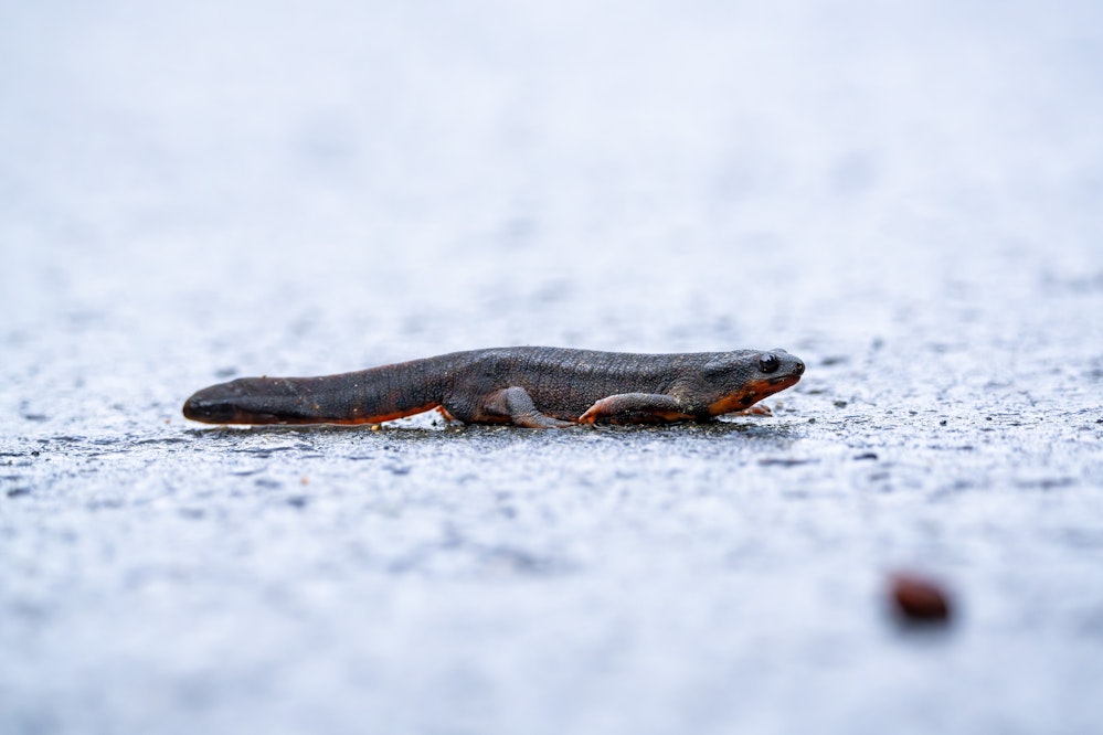 オキナワシリケンイモリ（横）