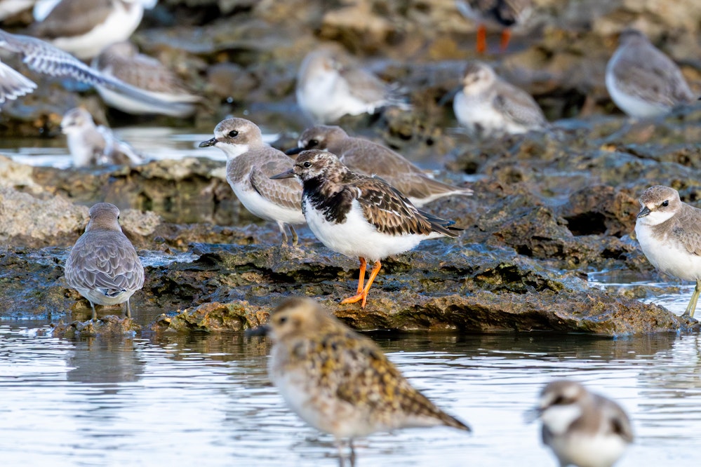 小柄なサイズ、ムナグロやメダイドリと同じくらい - 2025.11.03 沖縄県糸満市