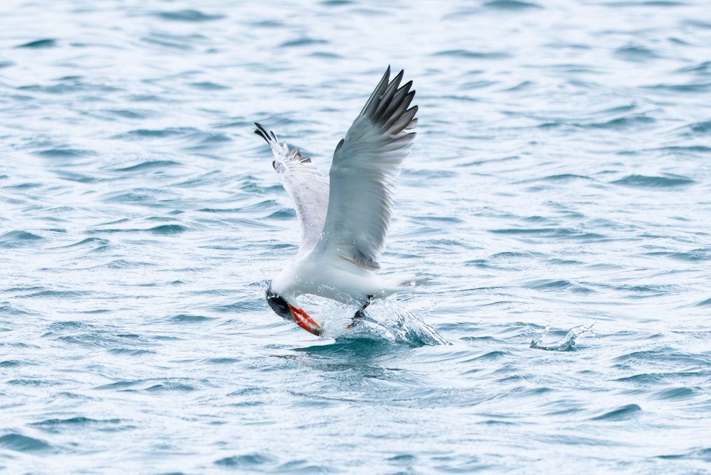水面付近で獲物を拾い上げる採食方法 - 2025.12.21 沖縄県南城市