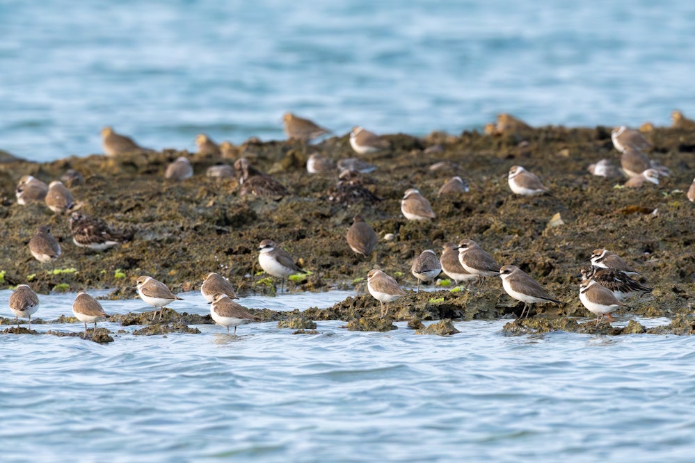 オオメダイチドリ・メダイチドリ・シロチドリの群れ - 2026.03.29 沖縄県沖縄市