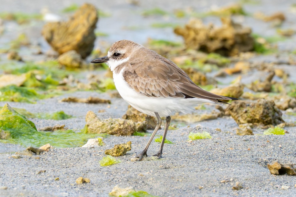 夏羽に換羽中？ - 2026.03.29 沖縄県沖縄市