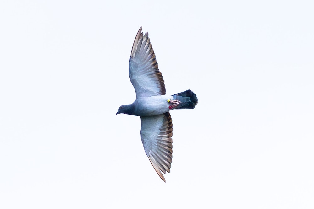 足環つけているカワラバト、レース鳩か？ - 2025.10.26 沖縄県南城市