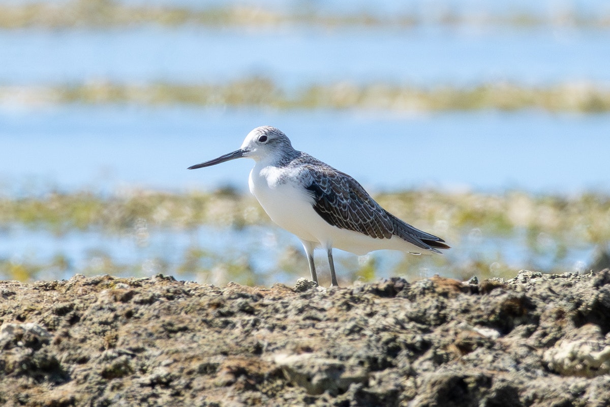 じっくり見ると結構嘴が長い - 2025.09.06 沖縄県宜野湾市