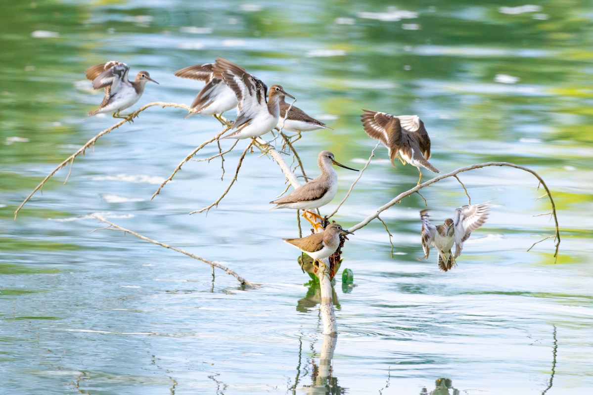 イソシギの群れの中にポツンといるソリハシシギ - 2025.10.18 沖縄県南城市
