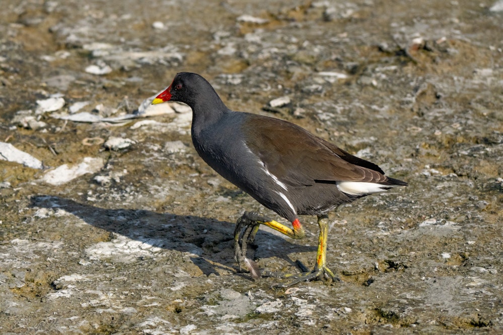 足の根本も赤い - 2026.01.26 沖縄県豊見城市