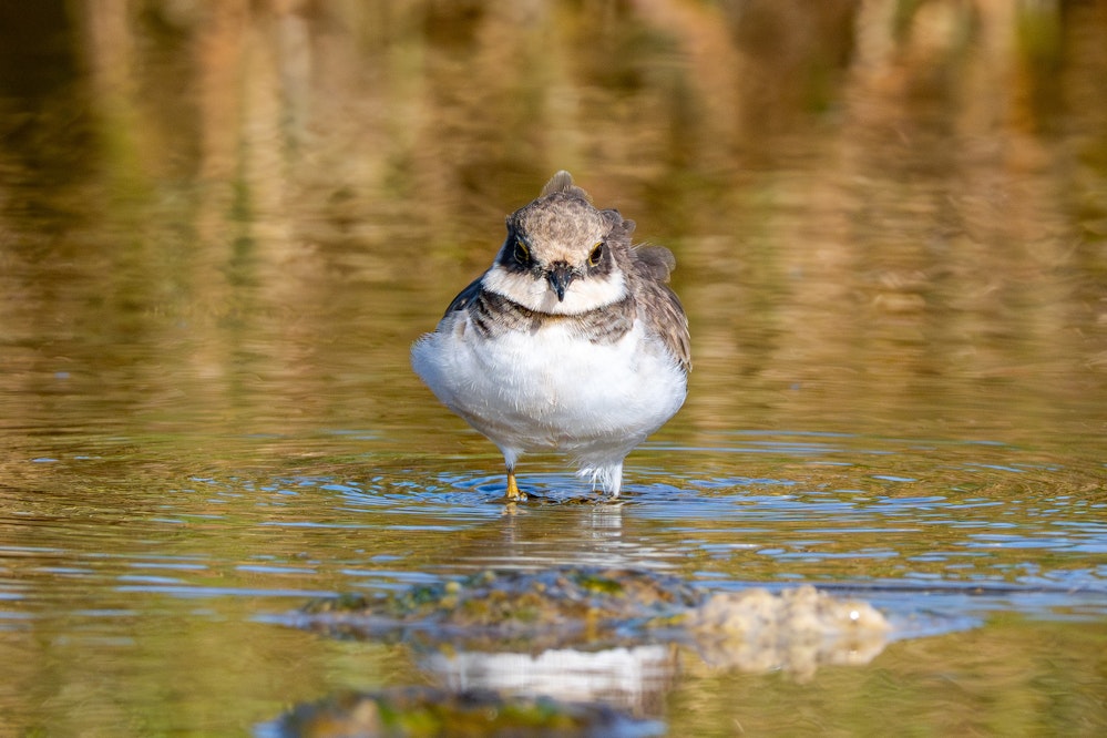 真正面から見たコチドリ - 2025.12.03 沖縄県糸満市