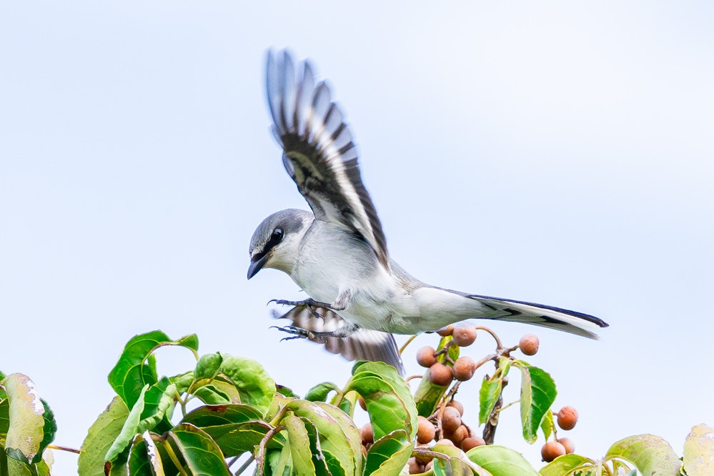 飛行するリュキュウサンショウクイ