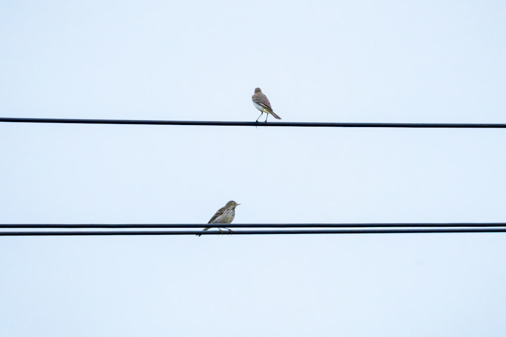 キセキレイなどと一緒にいるところを見ると、セキレイなんだなと感じます - 2026.02.01 沖縄県金武町