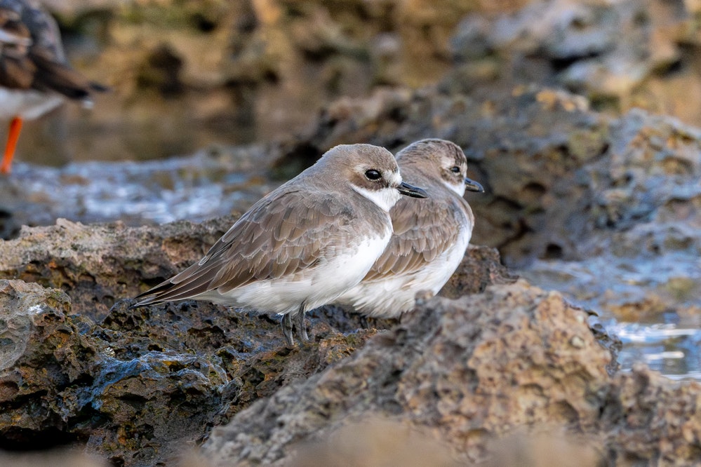 冬になるともっちりしてくる - 2025.11.03 沖縄県糸満市