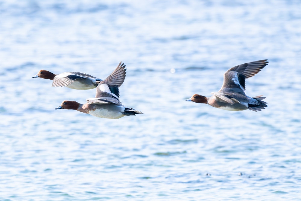 飛行する様子 - 2026.02.04 沖縄県糸満市