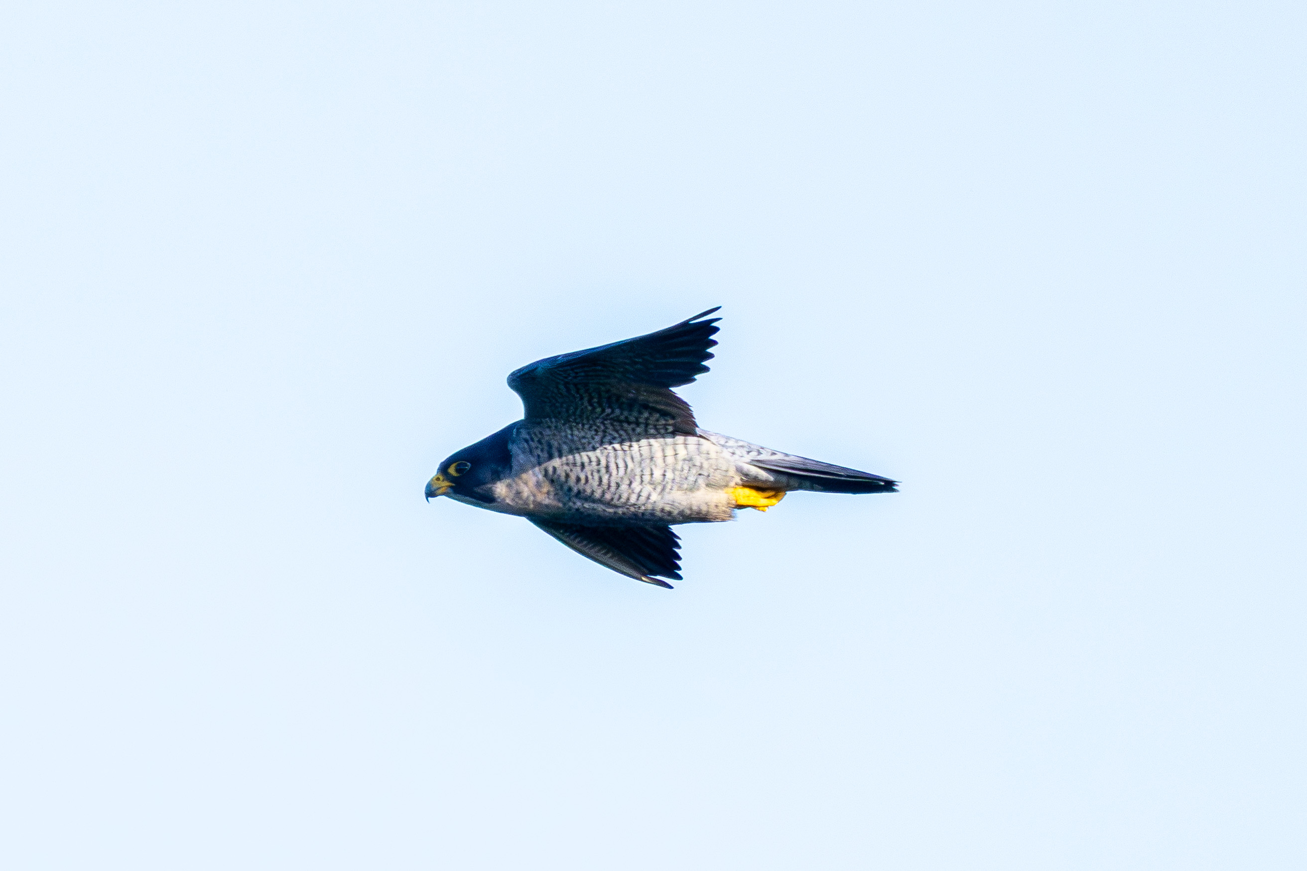 ハヤブサ｜沖縄の野鳥