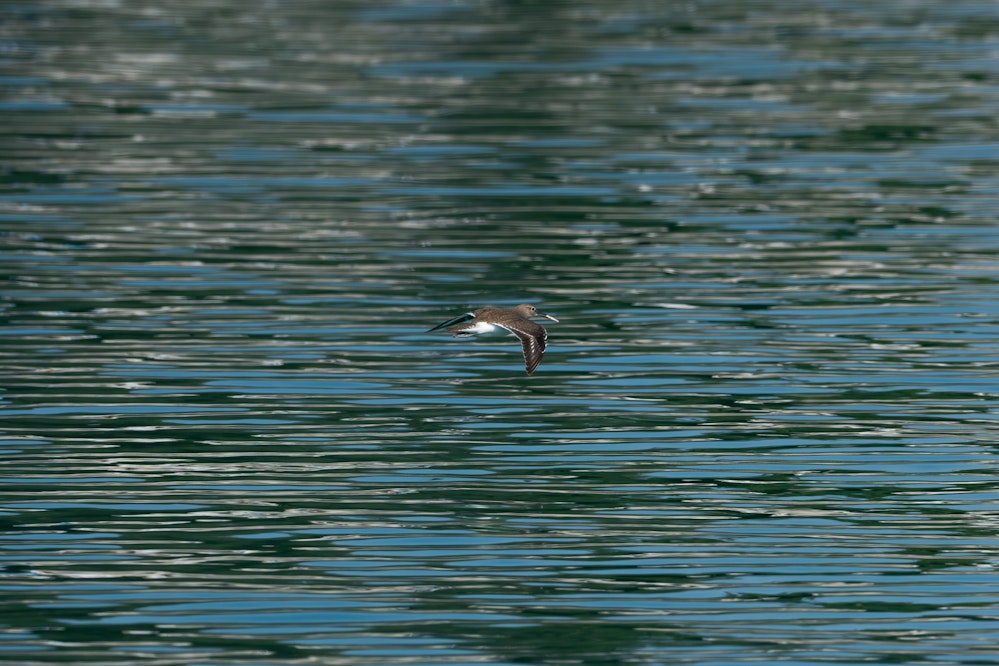 何か運んできた... - 2026.01.26 沖縄県豊見城市