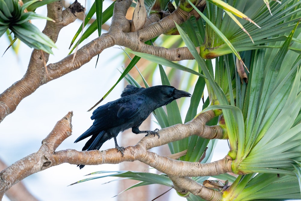 シマキンパラの巣を襲う様子