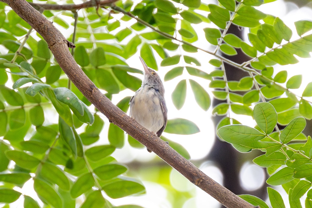 マレーシアの野鳥:オナガサイホウチョウ