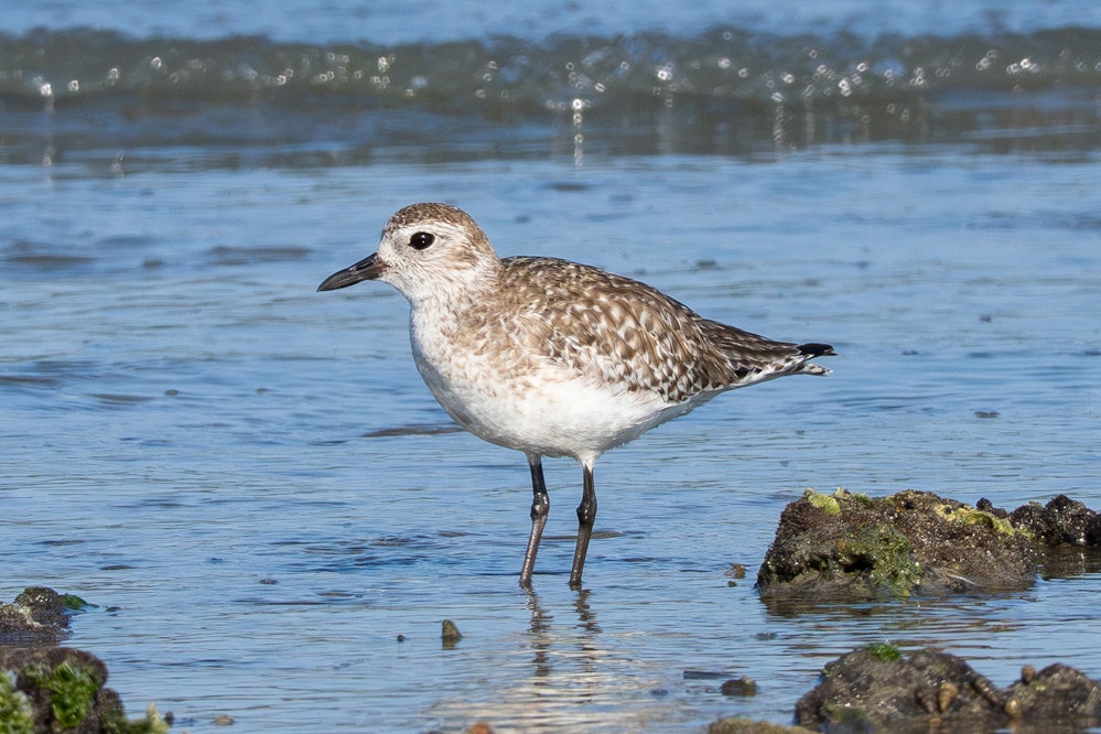 Formative plumage（第1回冬羽）- 2026.03.17 沖縄県南城市