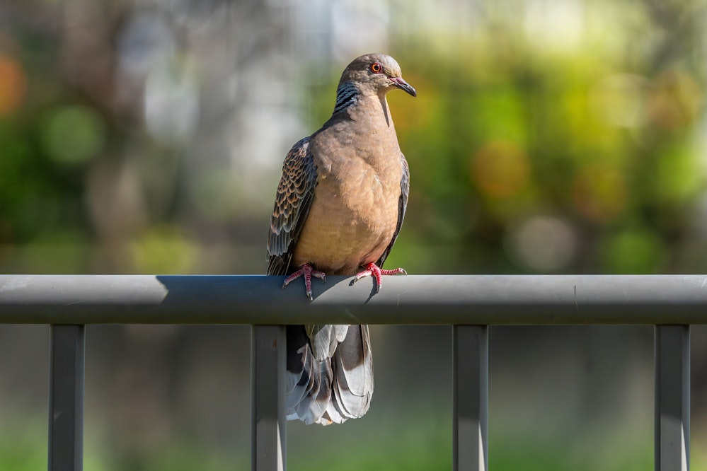 公園の手すりに留まっているリュウキュウキジバト - 2025.11.09 沖縄県与那原町