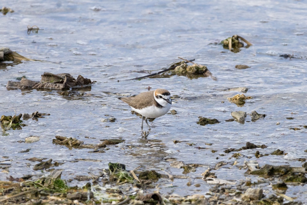 頭が黒いのはオス - 2025.01.26 沖縄県南城市