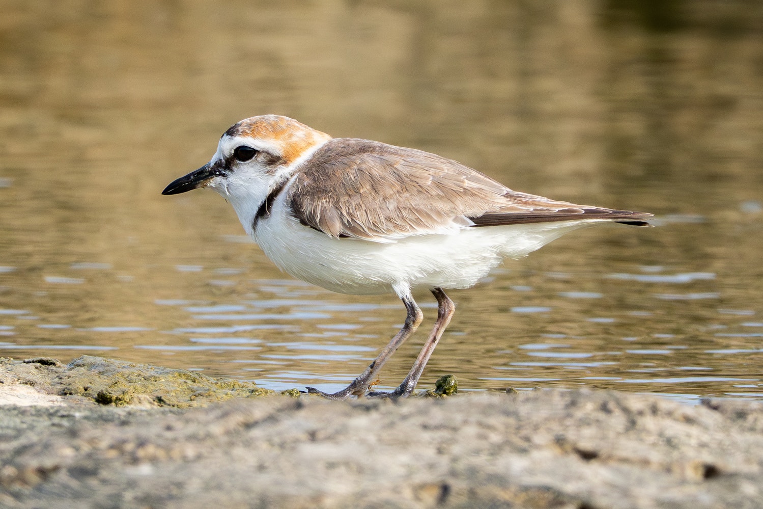 シロチドリ：DCA（成鳥夏羽）雄のシロチドリ - 2026.05.17 沖縄県南城市