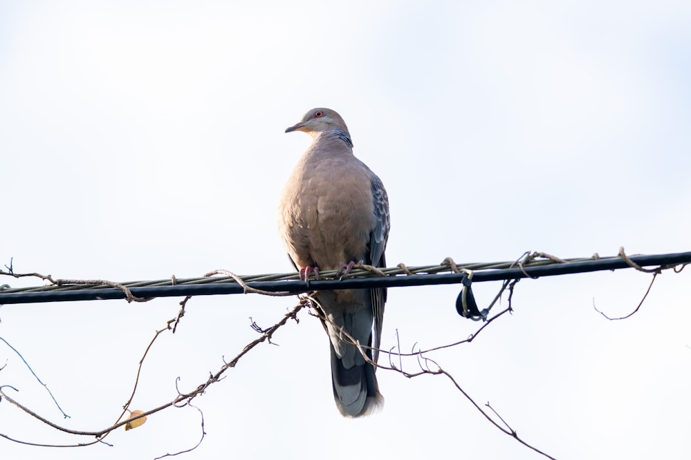電線によくいる