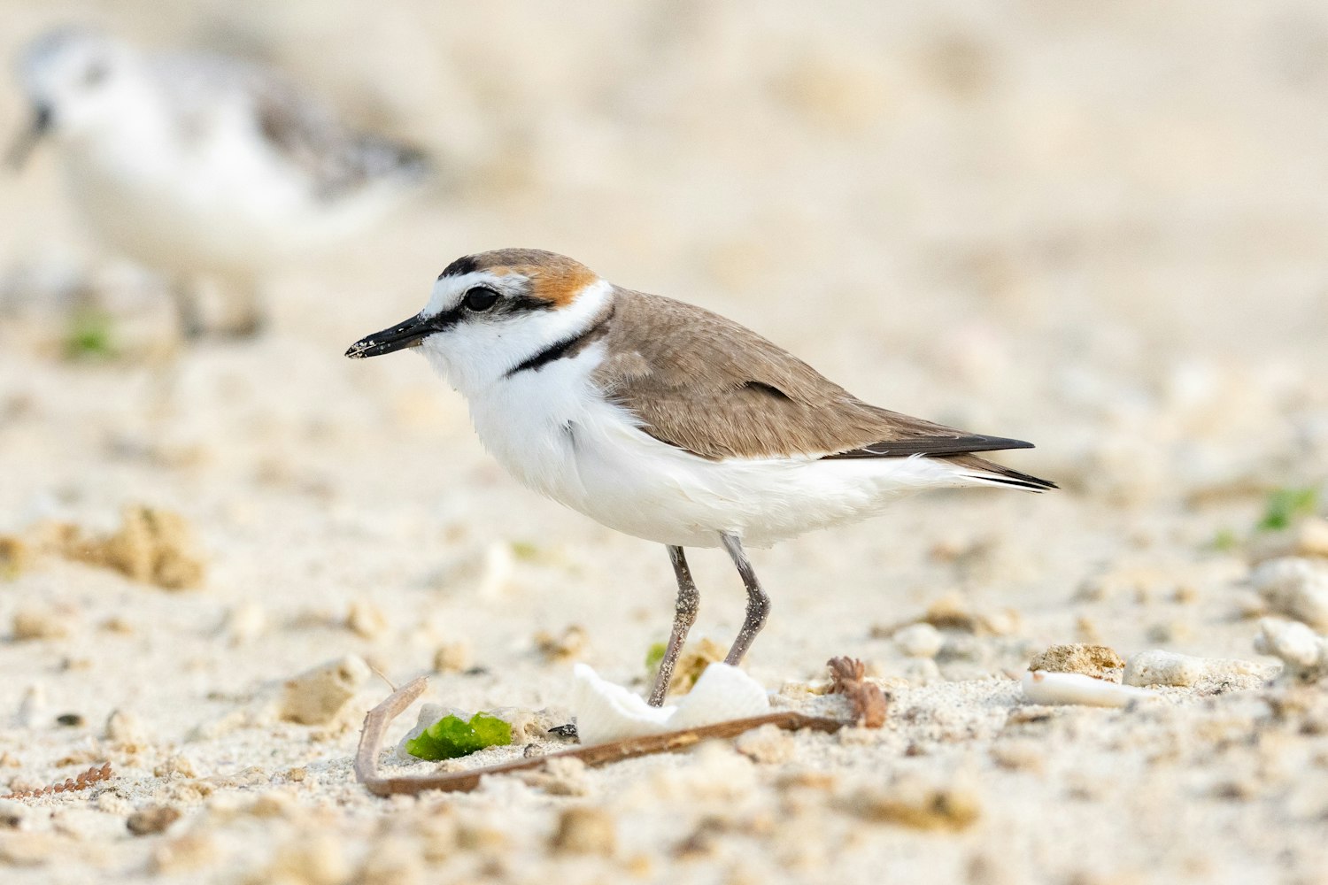 シロチドリ：Alternate plumage（成鳥夏羽）雄のシロチドリ - 2025.04.05 沖縄県糸満市