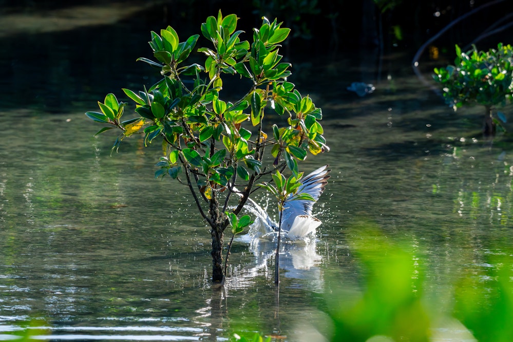 ズグロカモメの狩りの様子 - 2025.11.08 沖縄県沖縄市