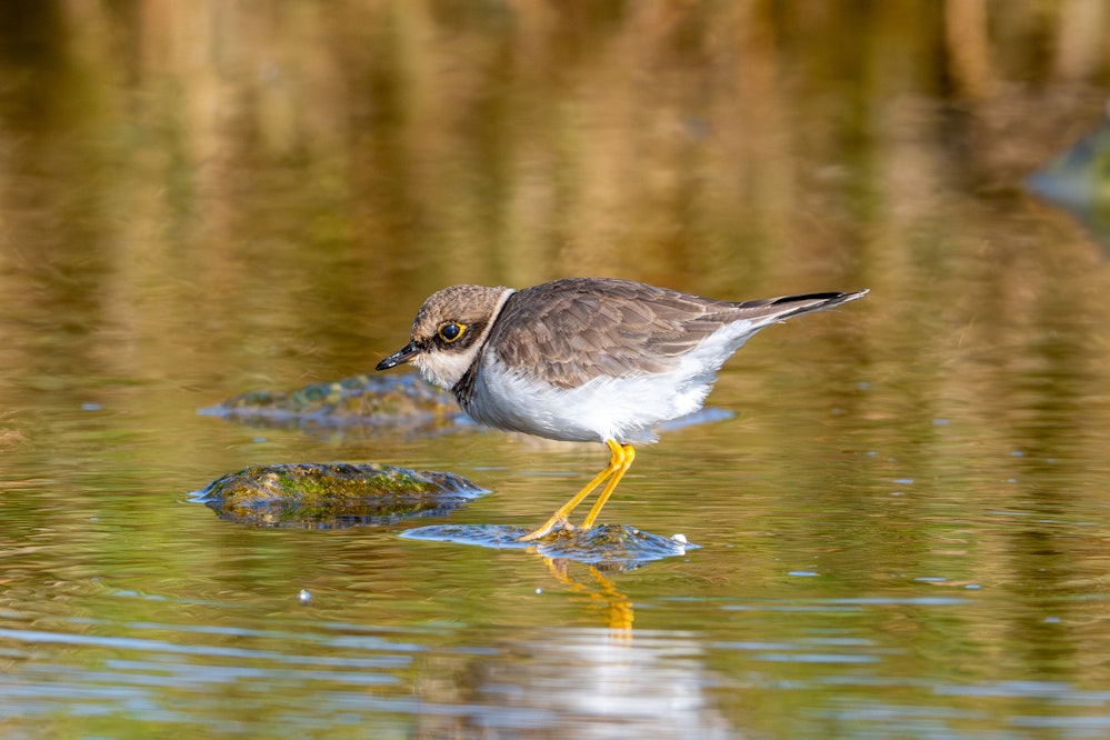 秋のコチドリ目の周りが薄い - 2025.02.23 沖縄県糸満市