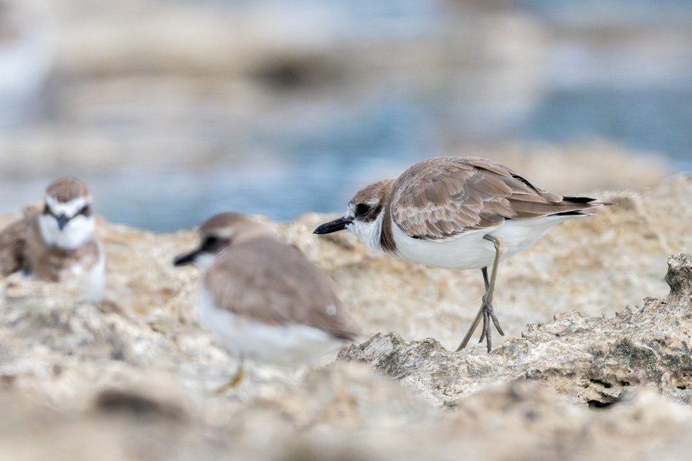 脚も長い - 2025.03.16 沖縄県糸満市