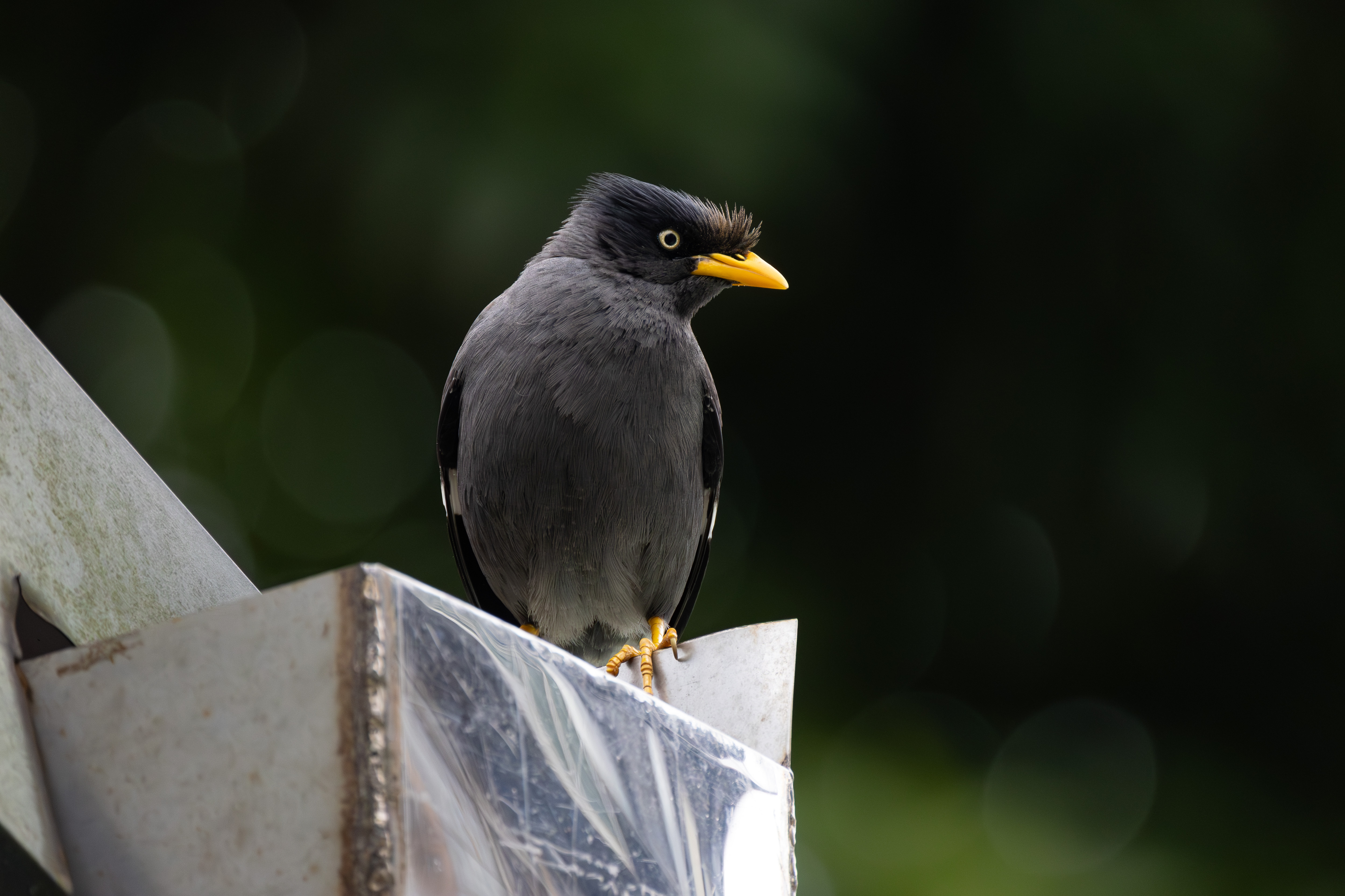 台湾の野鳥｜沖縄の野鳥