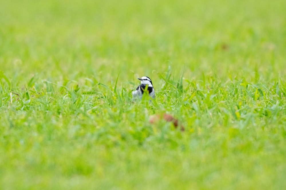 公園の芝生の上で見ることも多い - 2025.12.14 沖縄県大宜味村