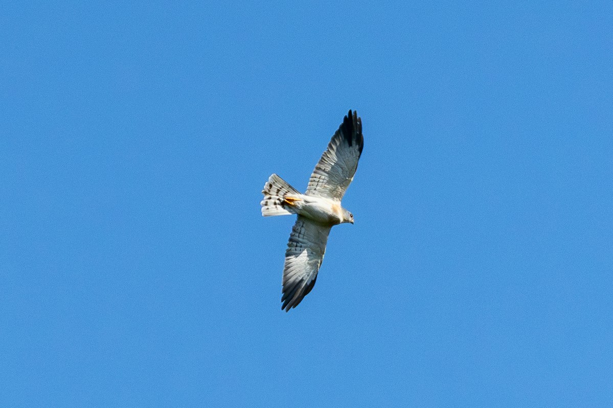 アカハラダカ:アカハラダカ(成鳥) - 2026.09.19 沖縄県名護市