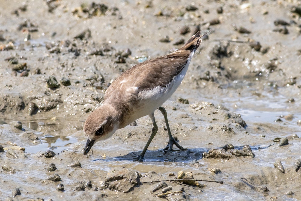 首の周りが白いメダイチドリ - 2025.09.29 沖縄県南城市
