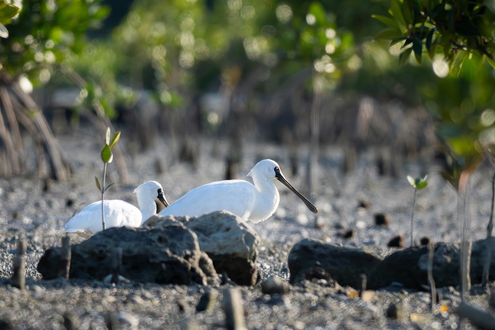 マングローブ林によくいる - 2026.01.12 沖縄県うるま市
