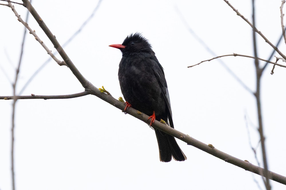 シロガシラクロヒヨドリ - 2026.03.21 台湾台北市 