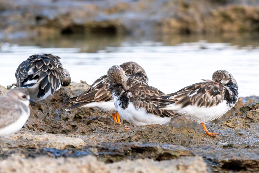 お休み中のキョウジョシギ達 -2025.11.03 沖縄県糸満市