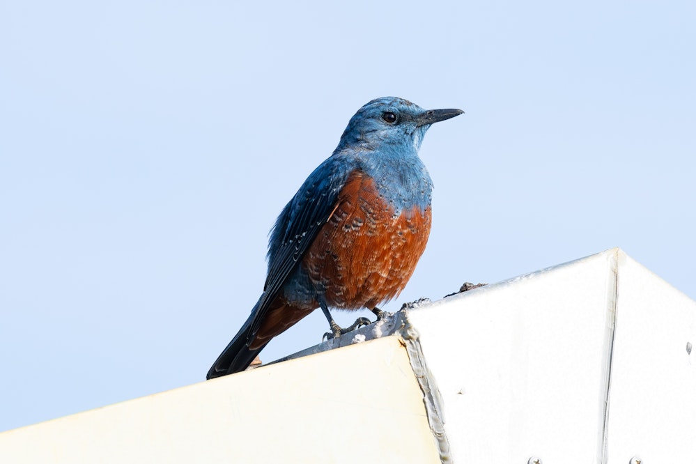 オス - 2026.02.25 沖縄県うるま市