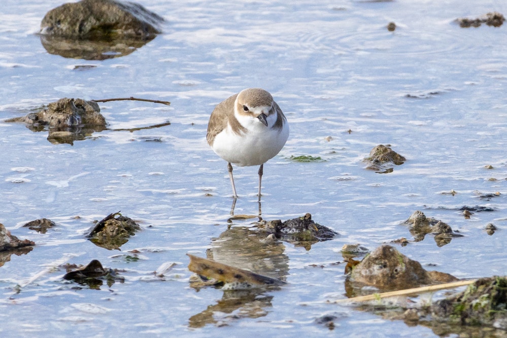 頭が黒くないのはメス - 2025.01.26 沖縄県南城市