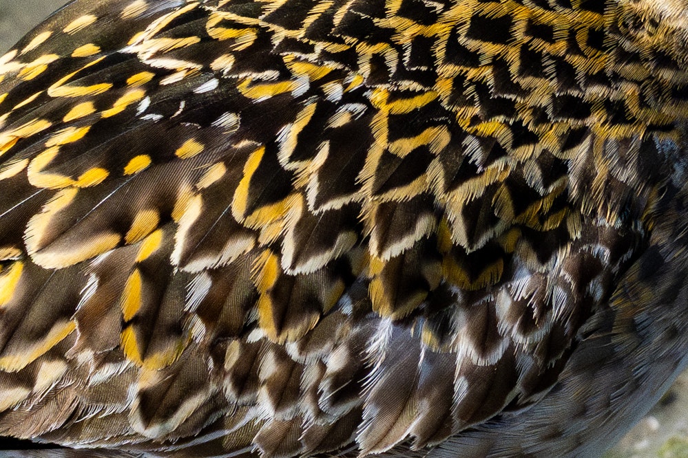 羽の部分を拡大 - 2026.01.17 沖縄県豊見城市