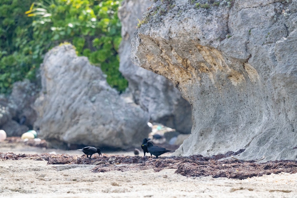 漂流物を漁る - 2025.02.23 沖縄県うるま市