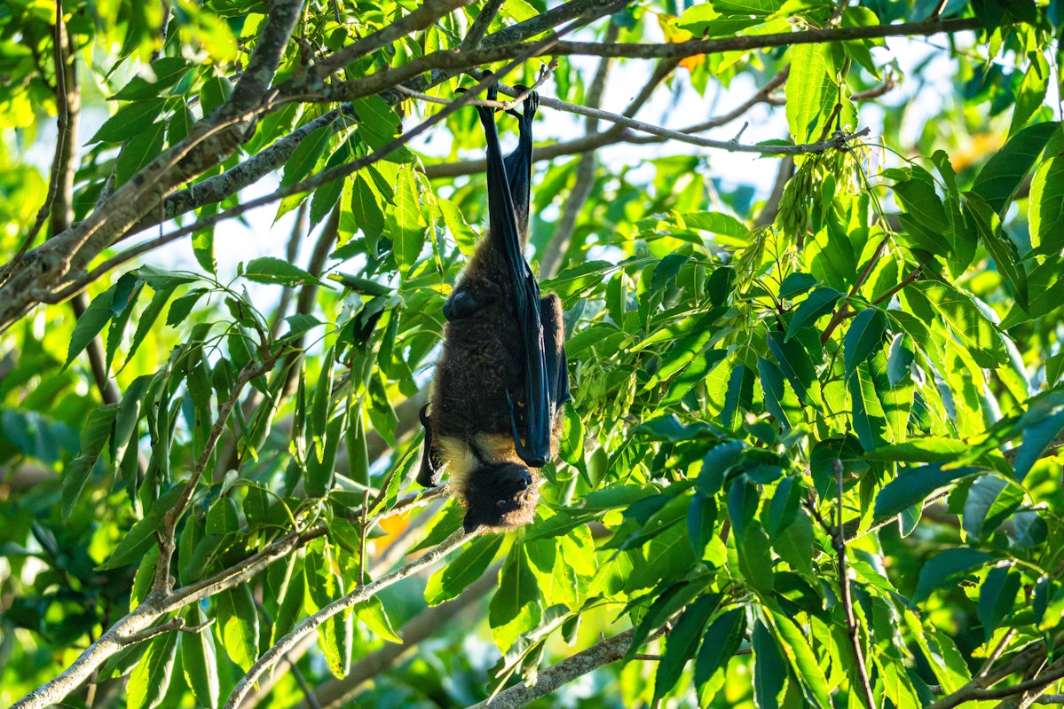オオコウモリ - 2025.06.29 沖縄県南城市