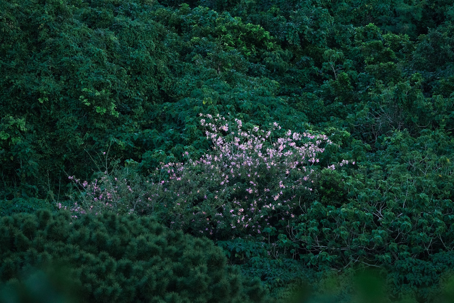 トックリキワタ（宮古島）